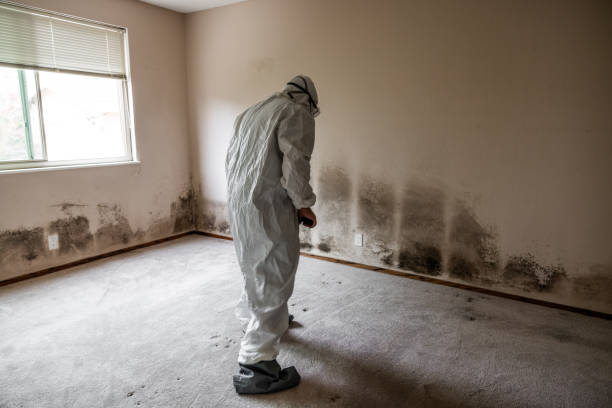 Biohazard Mold Removal in Key West, FL