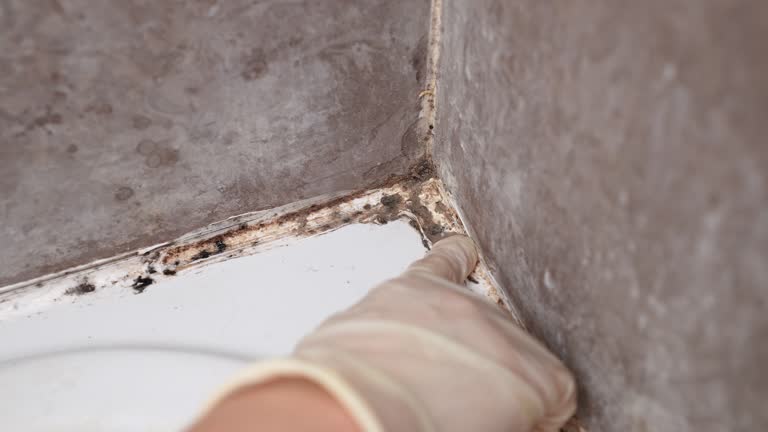 Mold Removal for HVAC Installations in Key West, FL